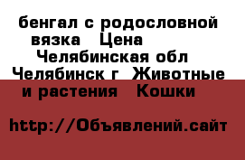 ,бенгал с родословной вязка › Цена ­ 2 000 - Челябинская обл., Челябинск г. Животные и растения » Кошки   